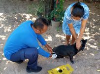 pontos-fixos-e-bairros:-veja-onde-vacinar-caes-e-gatos-contra-a-raiva-neste-sabado-(7)-em-natal